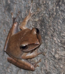 Polypedates megacephalus