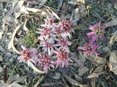 Euphorbia radians