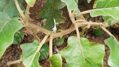 Solanum campylacanthum