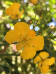 Caesalpinia pulcherrima