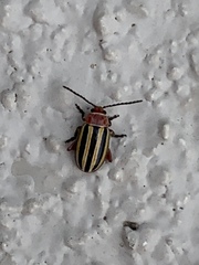 Disonycha admirabila