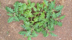 Solanum campylacanthum