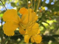 Caesalpinia pulcherrima