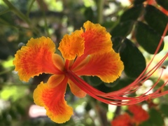 Caesalpinia pulcherrima