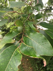 Diospyros virginiana