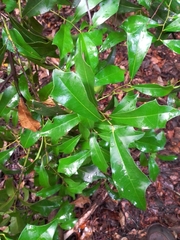 Hyperbaena winzerlingii