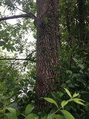 Diospyros virginiana