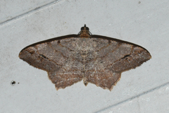 Macaria aequiferaria