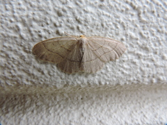 Lambdina pellucidaria