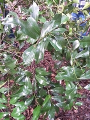 Hyperbaena winzerlingii