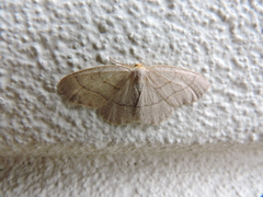 Lambdina pellucidaria