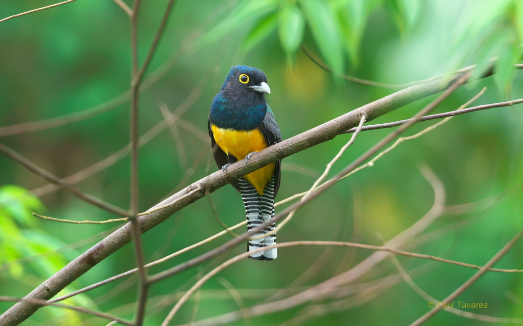 Guianan Violaceous Trogon (Trogon violaceus) photo