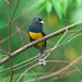 Guianan Trogon - Photo (c) Paul Tavares, some rights reserved (CC BY-NC), uploaded by Paul Tavares