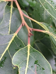 Diospyros virginiana