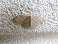 Lambdina pellucidaria