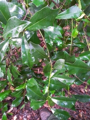 Hyperbaena winzerlingii