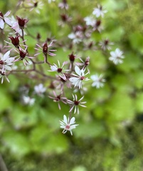 Micranthes nelsoniana