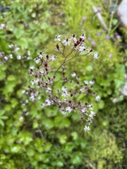 Micranthes nelsoniana