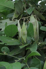 Philenoptera violacea