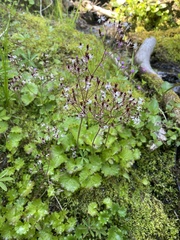 Micranthes nelsoniana