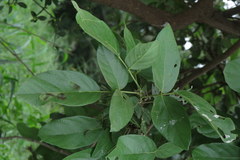 Philenoptera violacea