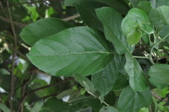 Philenoptera violacea