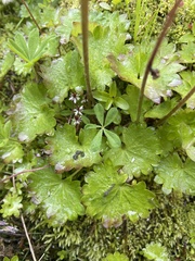 Micranthes nelsoniana