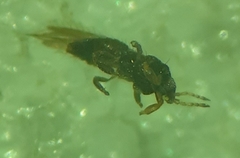 Panchaetothripidae