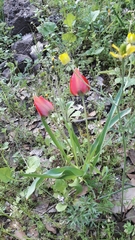 Tulipa agenensis