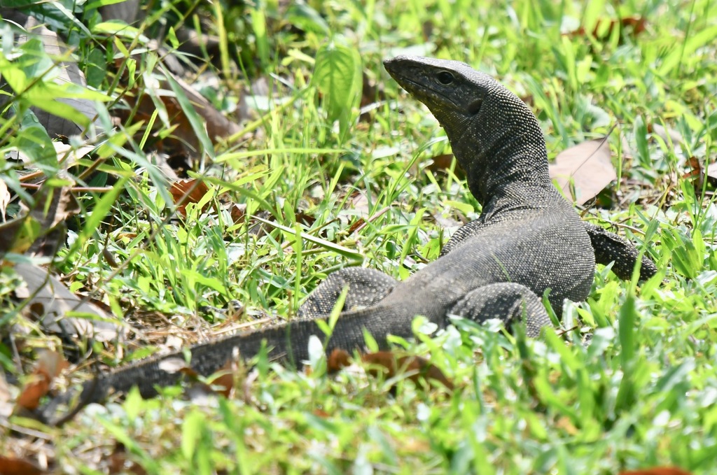 Clouded Monitor