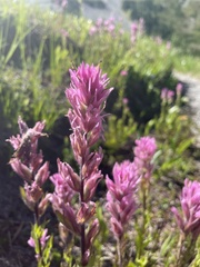 Castilleja parviflora olympica