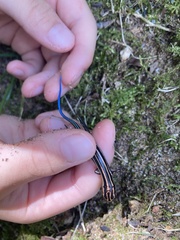 Plestiodon finitimus