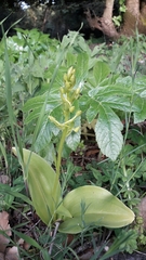 Platanthera holmboei