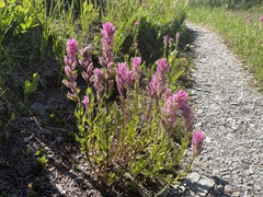 Castilleja parviflora olympica