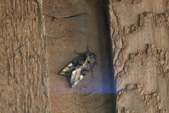 Euplexia