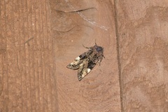 Euplexia