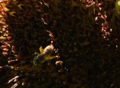 Halictus poeyi