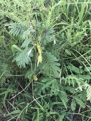 Acaciella