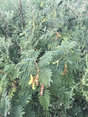Acaciella