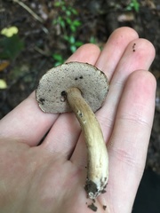 Porphyrellus sordidus