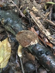 Porphyrellus sordidus