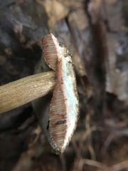 Porphyrellus sordidus