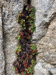 Heuchera parishii