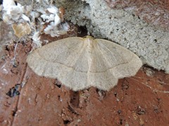 Lambdina pellucidaria