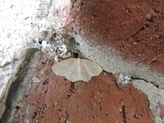 Lambdina pellucidaria