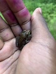 Lithobates clamitans