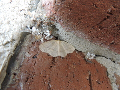 Lambdina pellucidaria