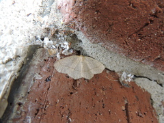 Lambdina pellucidaria