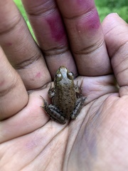 Lithobates clamitans