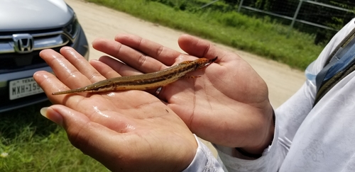 Spotted gar (Lepisosteus oculatus) — Lepisosteidae — 2